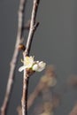 Close-up of white cherry blossom buds about to bloom in early spring Royalty Free Stock Photo