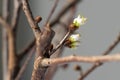 Close-up of white cherry blossom buds about to bloom in early spring Royalty Free Stock Photo
