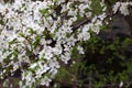 CLose-up of white cherry blossom. Flowering fruit tree in the spring garden. Branch of cherry with white flowers Royalty Free Stock Photo