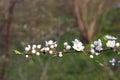 CLose-up of white cherry blossom. Flowering fruit tree in the spring garden. Branch of wild cherry with flowers Royalty Free Stock Photo