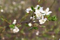 CLose-up of white cherry blossom. Flowering fruit tree in the spring garden. Branch of wild cherry with flowers Royalty Free Stock Photo