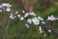 CLose-up of white cherry blossom. Flowering fruit tree in the spring garden. Branch of wild cherry with flowers Royalty Free Stock Photo