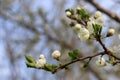 CLose-up of white cherry blossom. Flowering fruit tree in the spring garden. Branch of wild cherry with flowers Royalty Free Stock Photo