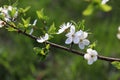 CLose-up of white cherry blossom. Flowering fruit tree in the spring garden. Branch of wild cherry with flowers Royalty Free Stock Photo