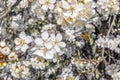 Close Up Of White Cherry Blossoms With Bee Royalty Free Stock Photo