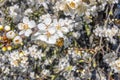 Close Up Of White Cherry Blossoms With Bee Royalty Free Stock Photo