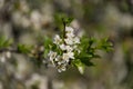 Close up of white cherry flower branch, twig floral background