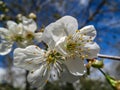 Close-up of white cherry flowers blossom against the background of a blue sky. A lot of white flowers in sunny spring day Royalty Free Stock Photo