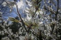 Close-up of white cherry flowers Nanking cherry or Prunus Tomentosa against the background of a blue sky