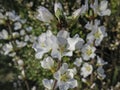 Close-up of white cherry flowers Nanking cherry or Prunus Tomentosa against the background