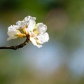 Close-up of white cherry flowers Nanking cherry or Prunus Tomentosa against blurred garden background