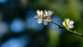 Close-up of white cherry flowers Nanking cherry or Prunus Tomentosa against blurred garden background