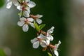 Close-up of white cherry flowers Nanking cherry or Prunus Tomentosa against blurred green garden background