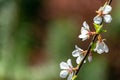 Close-up of white cherry flowers Nanking cherry or Prunus Tomentosa against blurred green garden