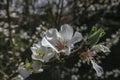 Close-up of white cherry flowers Nanking cherry or Prunus Tomentosa against the background