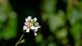 Close-up of white cherry flowers Nanking cherry or Prunus Tomentosa against dark green spring garden