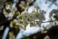 Close-up of white cherry plum flowers blossom in spring. A lot of white flowers in sunny spring day with blue sky. Royalty Free Stock Photo