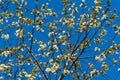 Close-up of white cherry plum flowers blossom in spring. A lot of white flowers in sunny spring day with blue sky. Royalty Free Stock Photo