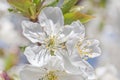 White cherry tree blossoming at spring Royalty Free Stock Photo
