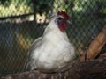 Close-up a white chicken with a red cockscomb sits on a piece of wood