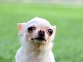 Close-up white Chihuahua dog on the green grass.