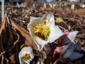 Close-up of the white Christmas rose or black hellebore (helleborus niger) Royalty Free Stock Photo