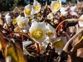 Christmas rose or black hellebore (helleborus niger) in full bloom and open petals in early spring in bright Royalty Free Stock Photo