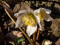 Close-up of the white Christmas rose or black hellebore (helleborus niger) \'Stamm England\' Royalty Free Stock Photo