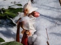 Close-up of the white Christmas rose or black hellebore (helleborus niger) surrounded and covered with white snow Royalty Free Stock Photo