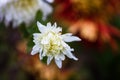 Close up of white Chrysanthemum flower solated in garden