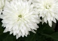 Close up of white chrysanthemum flowers. Top view Royalty Free Stock Photo