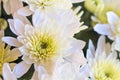 Close up of White Chrysanthemum Flowers Royalty Free Stock Photo