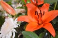Close-up white chrysanthemum and orange lily flower arrangement Royalty Free Stock Photo