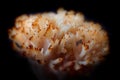 Coral like white and gold colored Clavaria mushroom