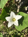 White Coccinia grandis flower in nature garden Royalty Free Stock Photo