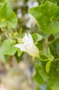 White coccinia grandis flower in nature garden Royalty Free Stock Photo