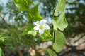 White Coccinia grandis flower in nature garden Royalty Free Stock Photo