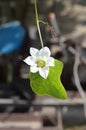 White Coccinia grandis flower in nature garden Royalty Free Stock Photo