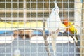 close up of white cockatiel bird