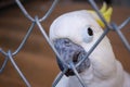 Close-up of white cockatoo bird in a cage