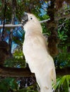 White Cockatoo on a Swing Near the Beach Royalty Free Stock Photo