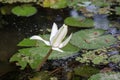 Close up of white color fresh lotus blossom or water lily flower blooming on pond background Royalty Free Stock Photo