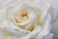 Frame filling color photo of a white rose