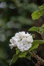 Close-Up of a White Common Geranium (Pelargonium zonale) Royalty Free Stock Photo