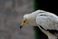 Close-up of a white common vulture (Neophron percnopterus) looking aside