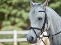 Close-up with white competition horse Royalty Free Stock Photo