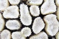 Close-up of white coral Royalty Free Stock Photo