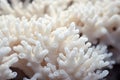 Close up of white coral in the sea, Thailand. Macro shot, Close up of a beautiful white coral in shallow depth of field, AI