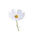 White cosmos bipinnatus flower with yellow pollen and green stem isolated on background , clipping path Royalty Free Stock Photo