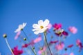 White cosmos flowers blooming in garden on bright blue sky background Royalty Free Stock Photo